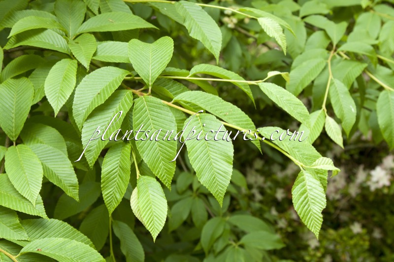 Sorbus meliosmifolia