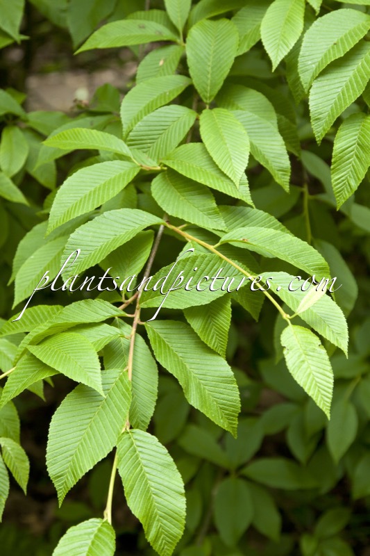Sorbus meliosmifolia