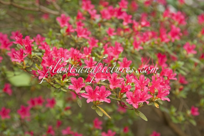 Rhododendron ‘Amoenum’