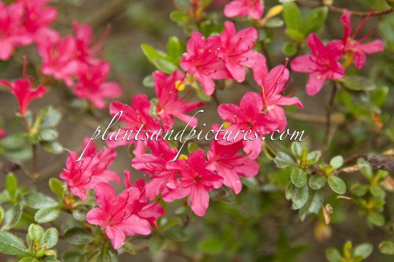 Rhododendron ‘Amoenum’