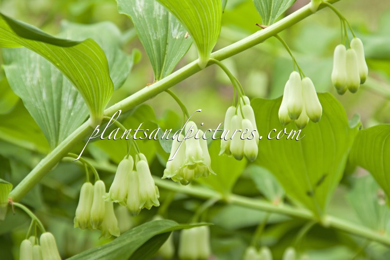 Polygonatum hybridum