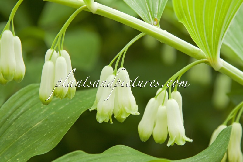 Polygonatum hybridum