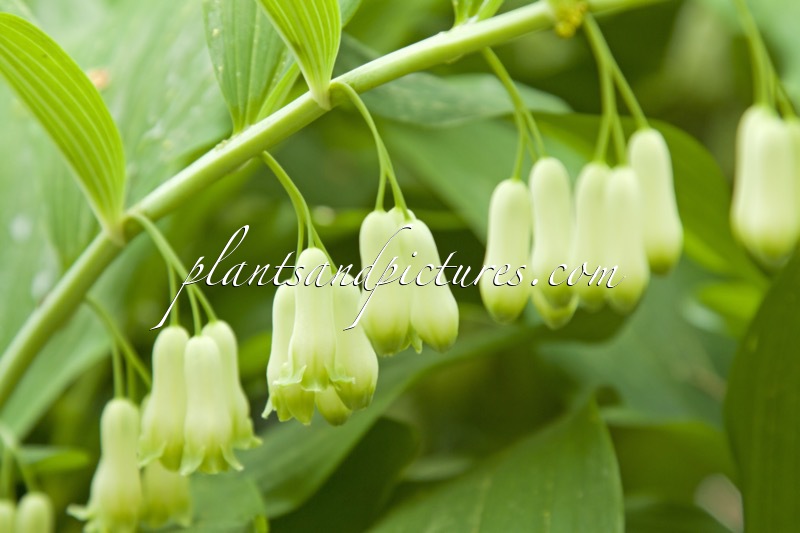 Polygonatum hybridum