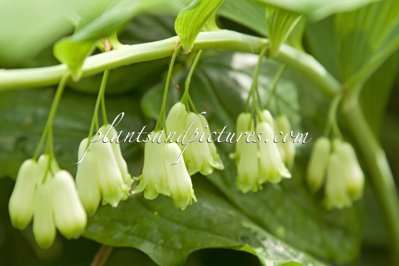 Polygonatum hybridum