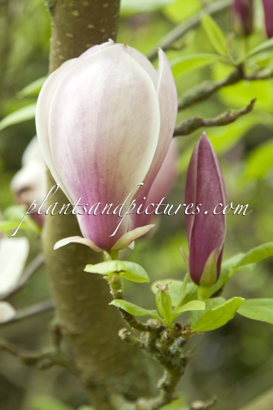 Magnolia ‘Dark Shadow’