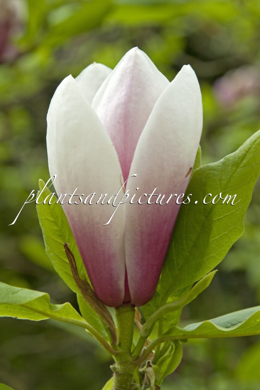 Magnolia ‘Dark Shadow’