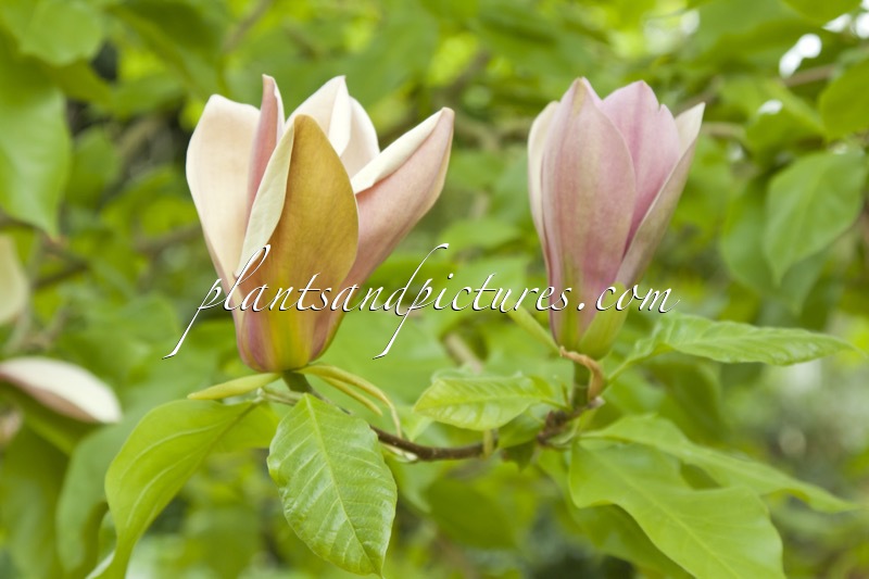 Magnolia brooklynensis ‘Evamaria’