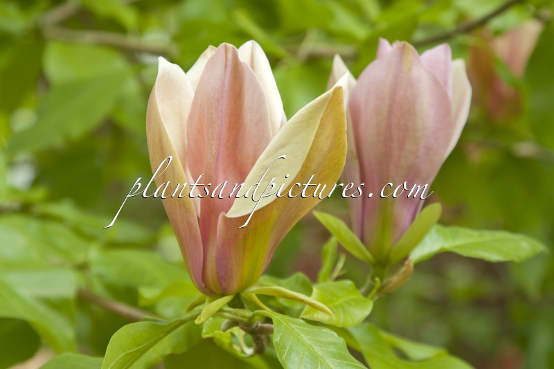 Magnolia brooklynensis ‘Evamaria’