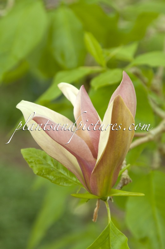Magnolia brooklynensis ‘Evamaria’