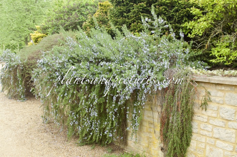 Rosmarinus officinalis ‘Jackman’s Prostrate’