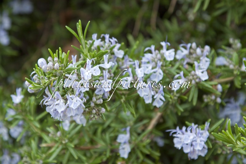 Rosmarinus officinalis ‘Jackman’s Prostrate’