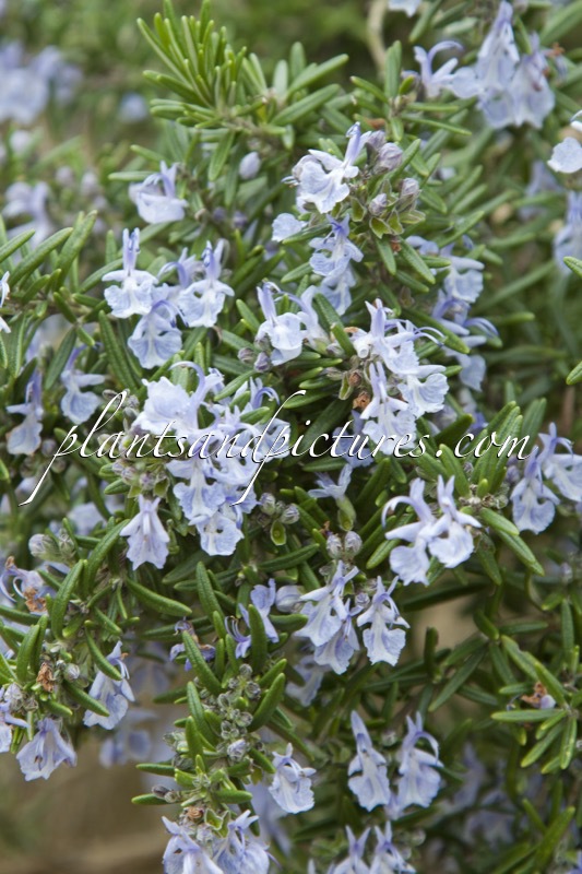 Rosmarinus officinalis ‘Jackman’s Prostrate’