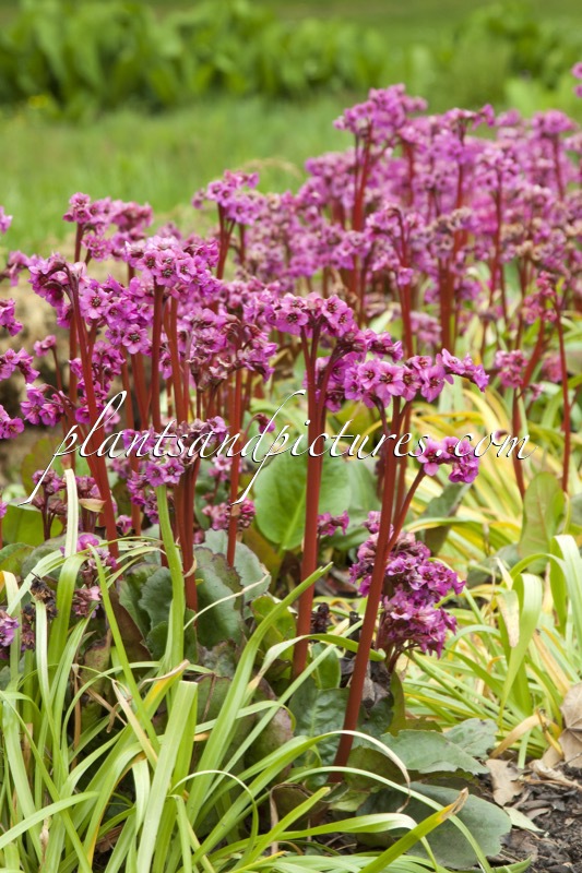 Bergenia cordifolia ‘Eroica’