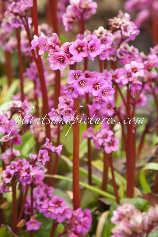 Bergenia cordifolia ‘Eroica’