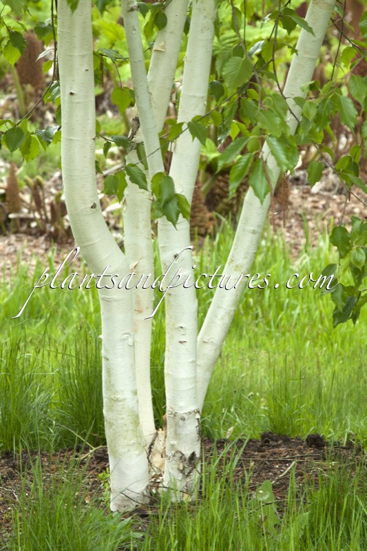 Betula utilis ‘Grayswood Ghost’