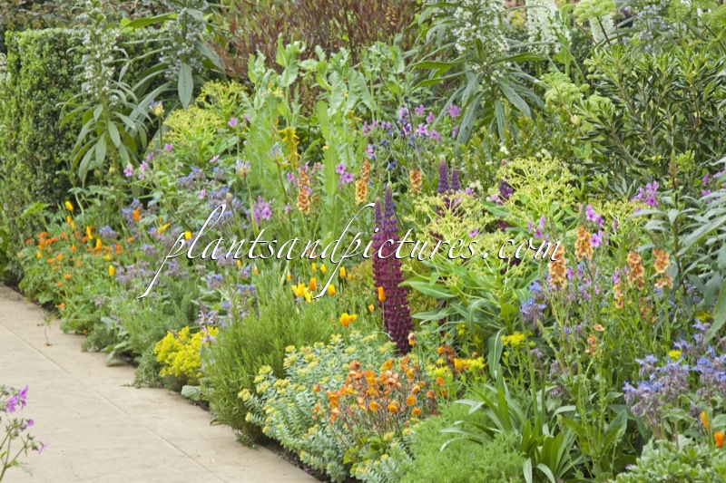 RHS Chelsea Flower Show