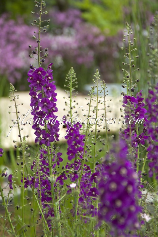 Verbascum phoeniceum ‘Violetta’