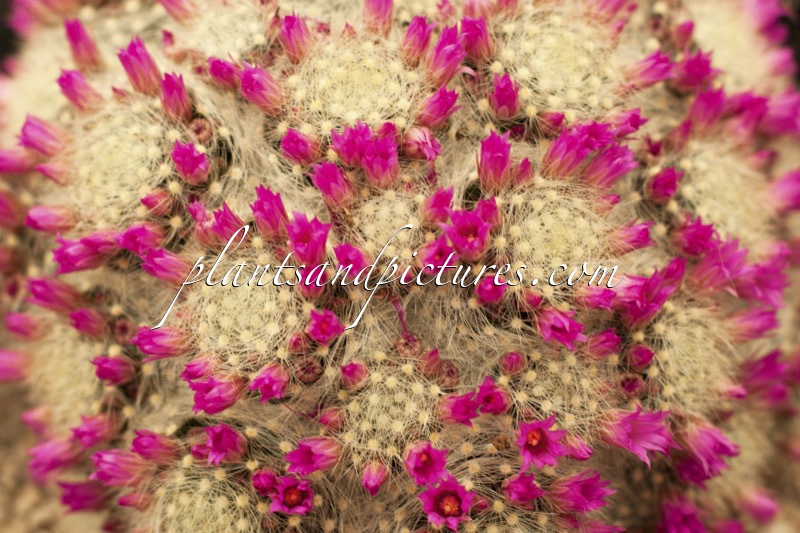 Mammillaria laurii var. dasyacantha