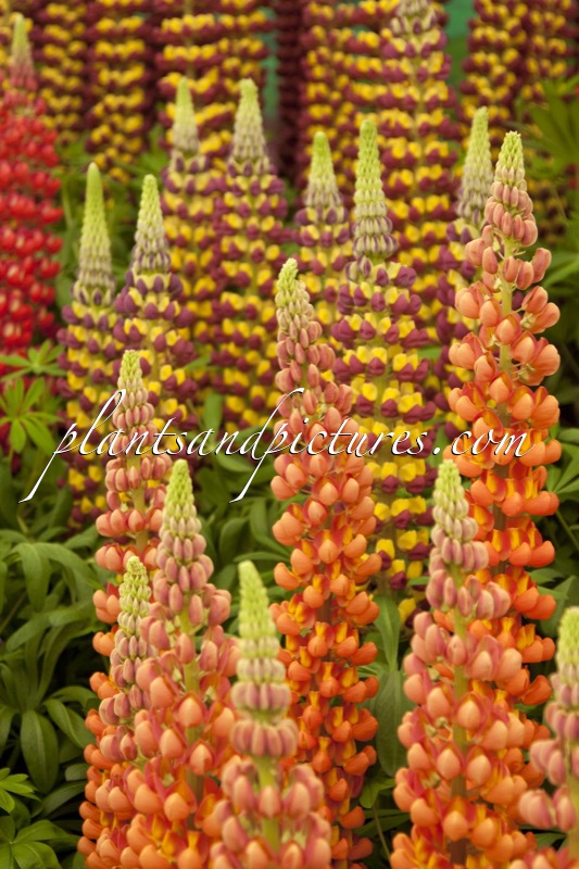 Lupinus