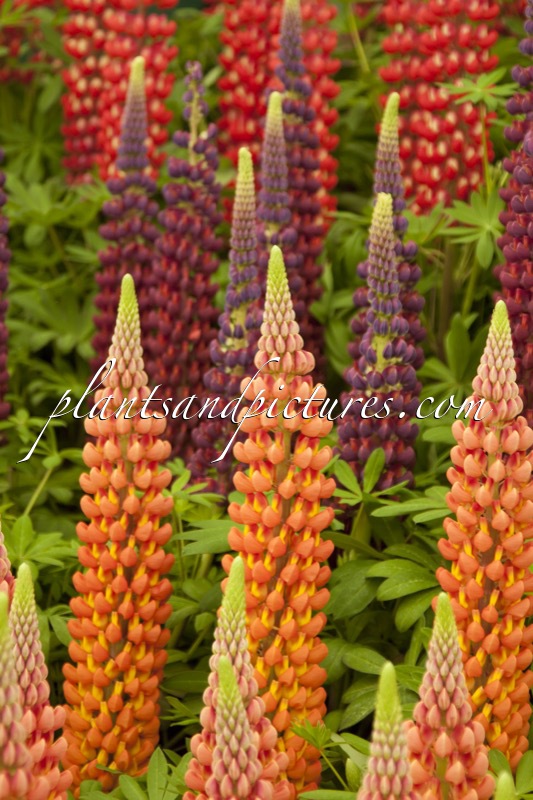 Lupinus