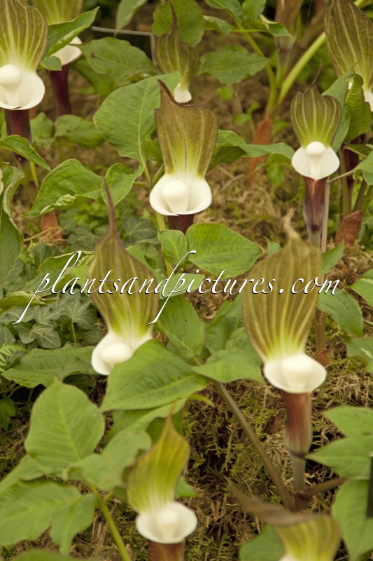 Arisaema sikokianum