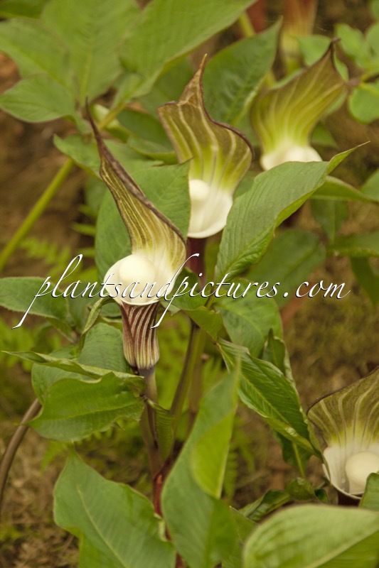 Arisaema sikokianum