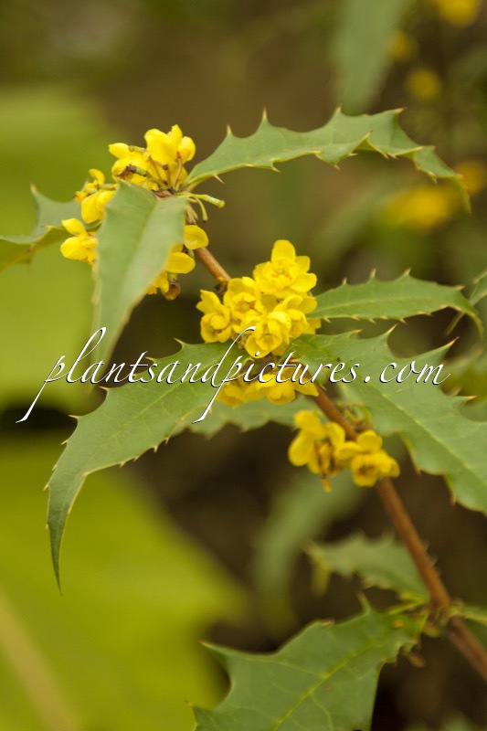 Berberis insignis