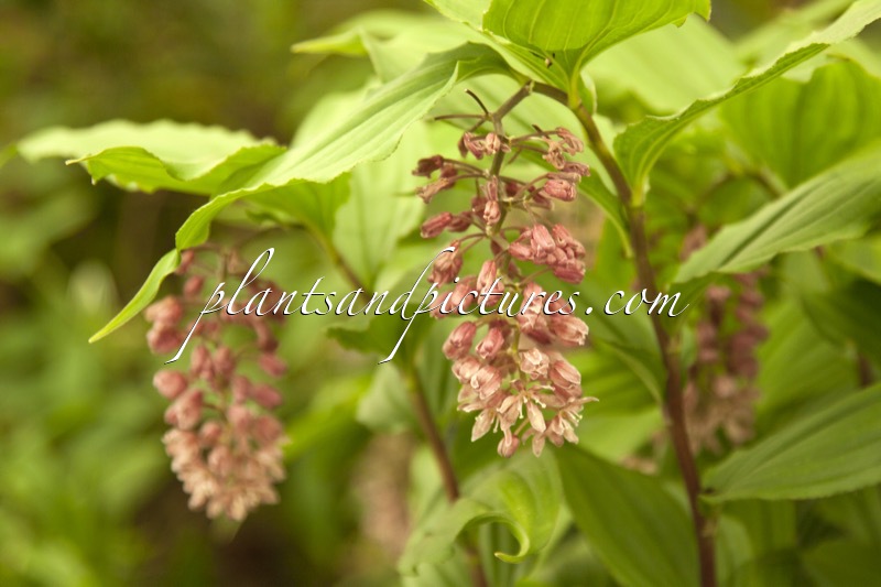 Maianthemum flexuosum