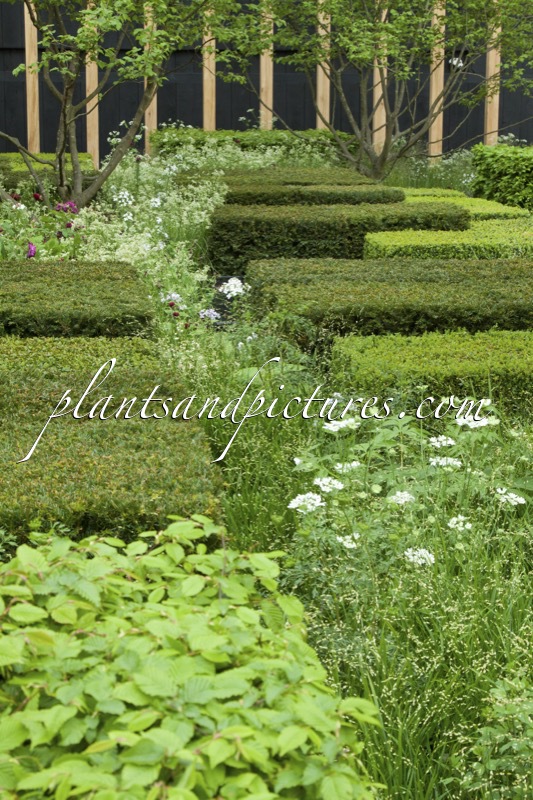 RHS Chelsea Flower Show