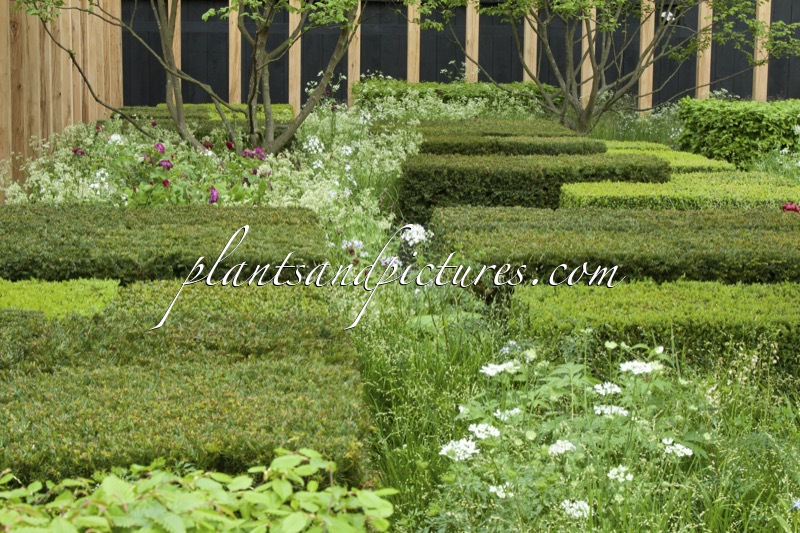 RHS Chelsea Flower Show