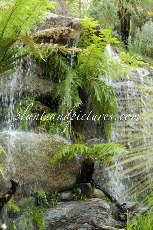 RHS Chelsea Flower Show