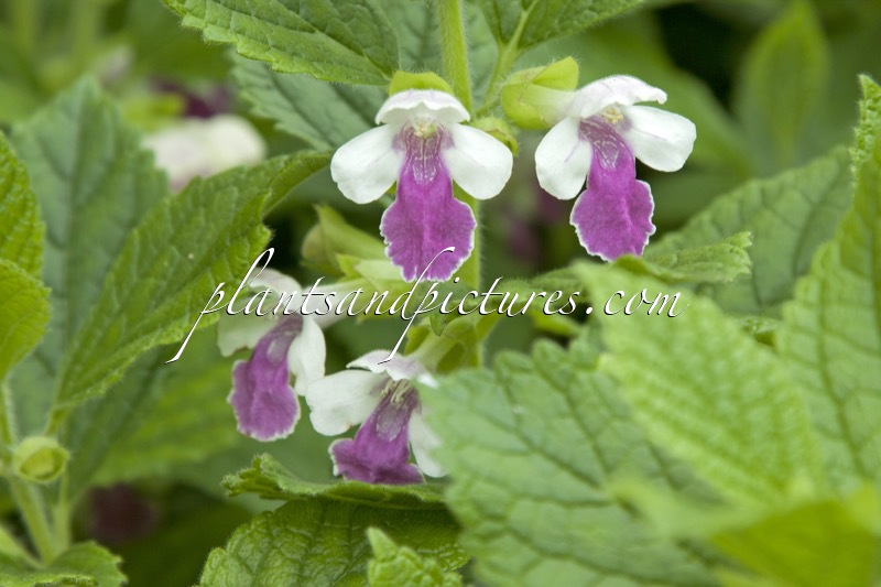 Melittis melissophyllum ‘Royal Velvet Distinction’