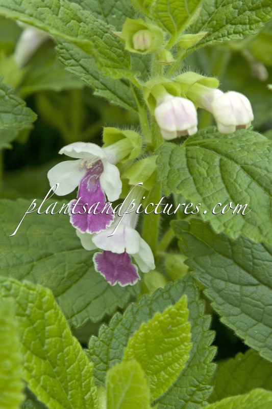Melittis melissophyllum ‘Royal Velvet Distinction’