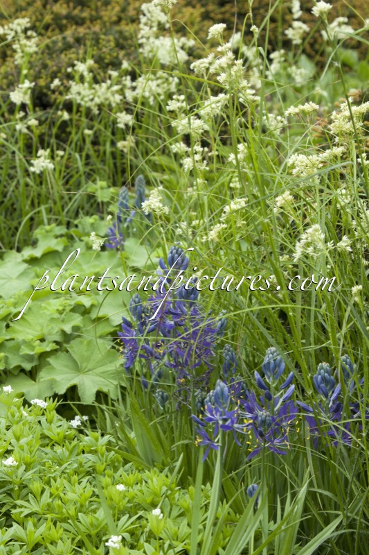 Luzula nivea (+Camassia cusickii)