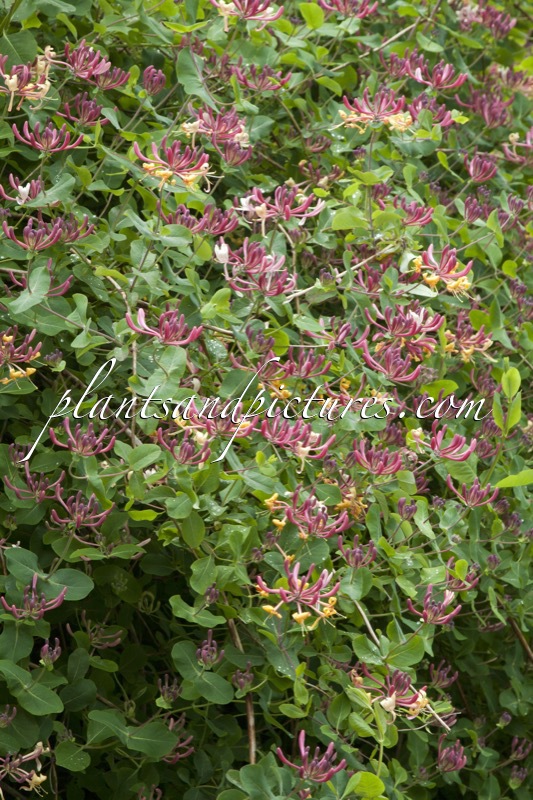 Lonicera periclymenum