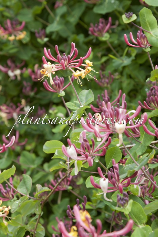 Lonicera periclymenum