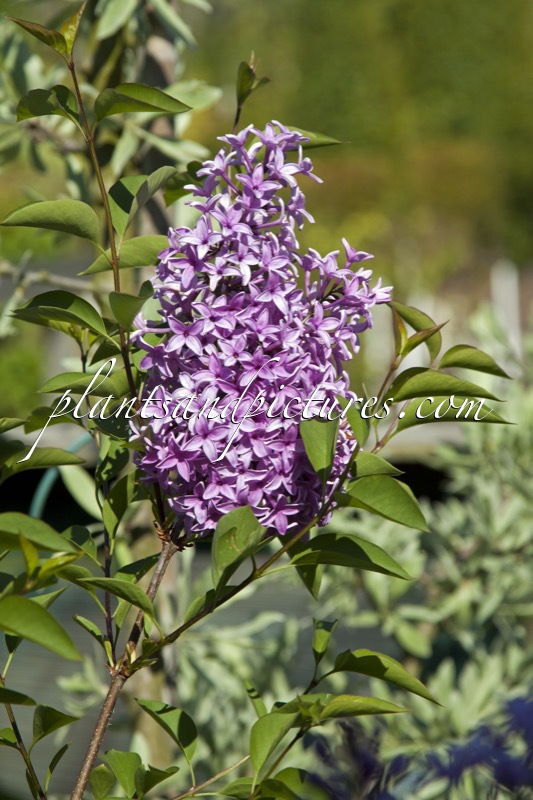 Syringa chinensis ‘Amigo’