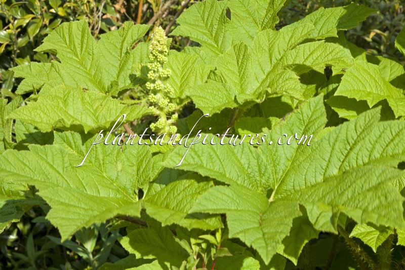 Oplopanax horridus
