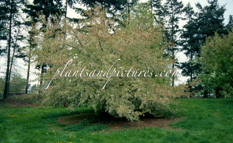 Malus transitoria