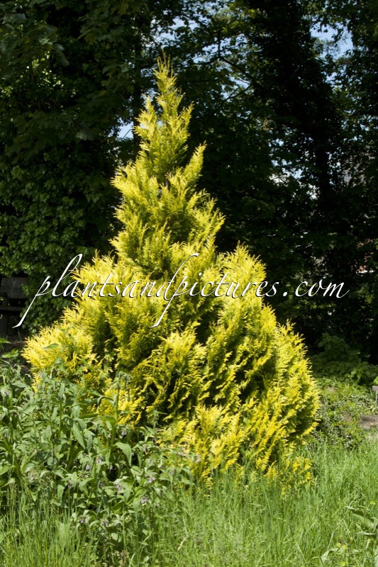Thuja plicata ‘4ever’ (GOLDY)