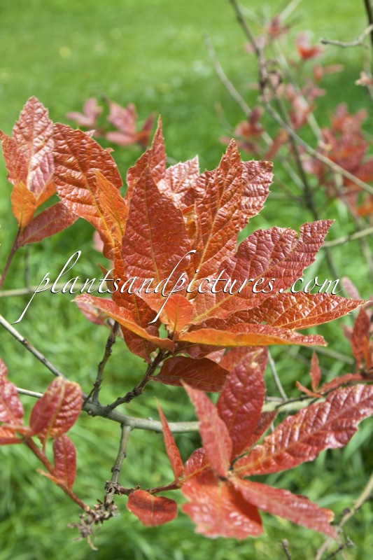 Quercus rysophylla ‘Maya’