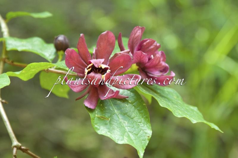 Calycanthus raulstonii ‘Hartlage Wine’