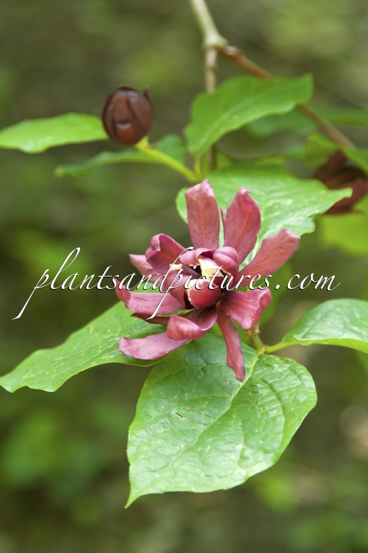 Calycanthus raulstonii ‘Hartlage Wine’