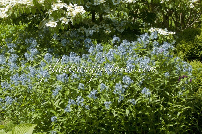 Amsonia tabernaemontana