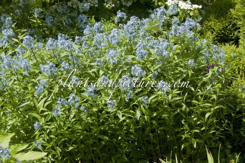 Amsonia tabernaemontana