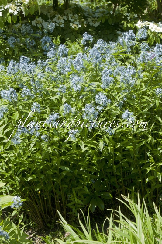Amsonia tabernaemontana