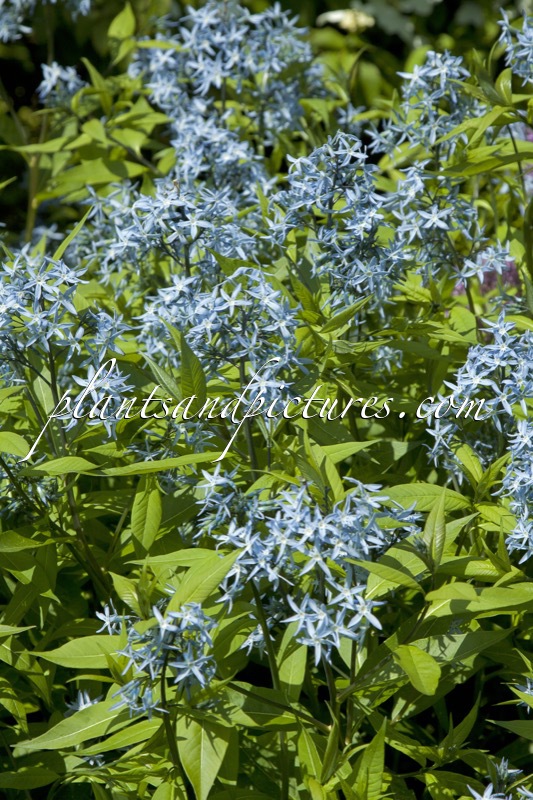 Amsonia tabernaemontana