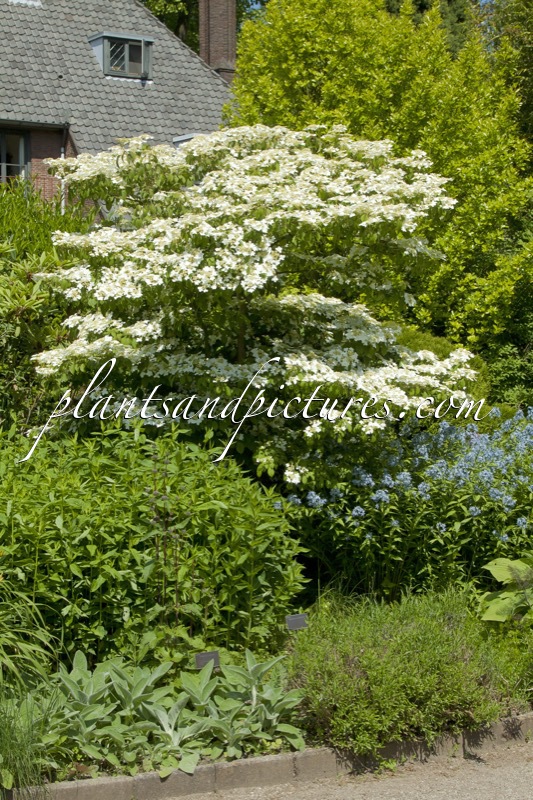 Viburnum plicatum ‘Watanabe’