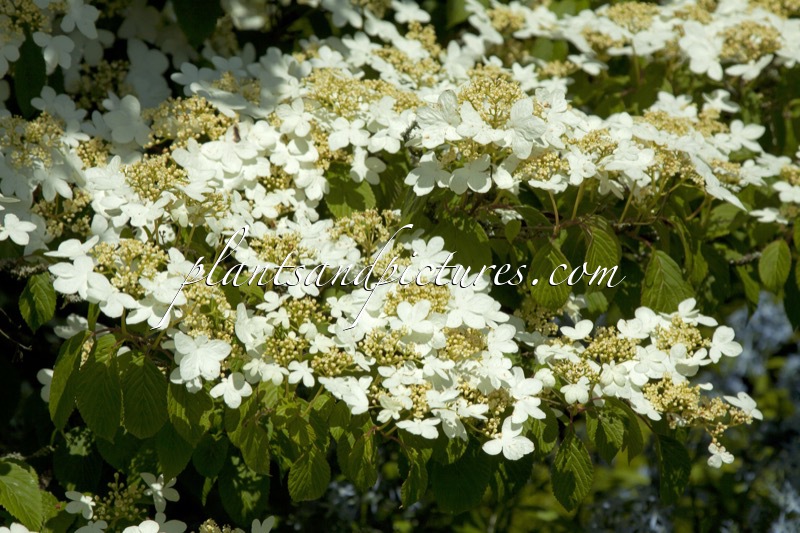 Viburnum plicatum ‘Watanabe’