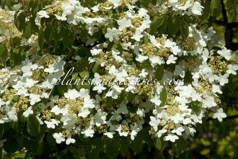 Viburnum plicatum ‘Watanabe’